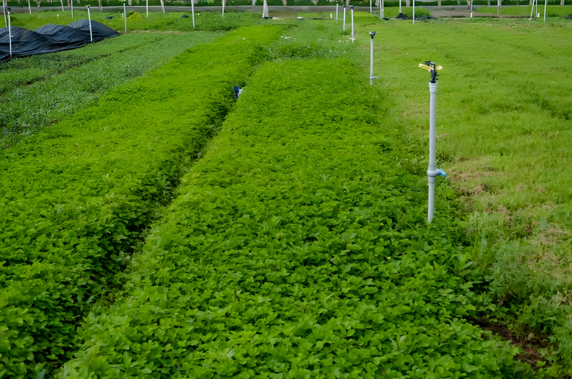 种植油莎豆 沙漠变绿洲